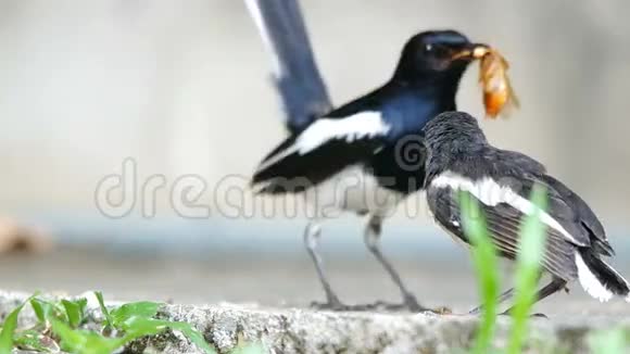 母鸟用昆虫喂养后代视频的预览图
