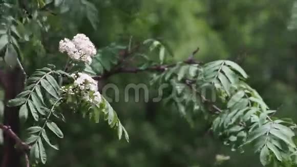 植物白花视频的预览图