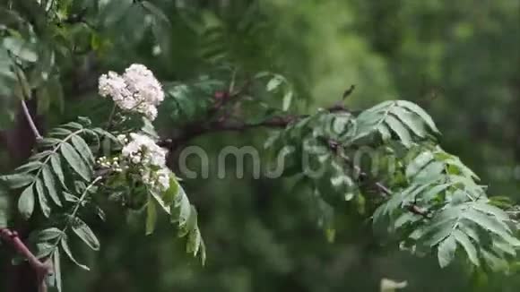 植物白花视频的预览图