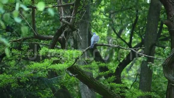 灰鸽子坐在树枝上视频的预览图
