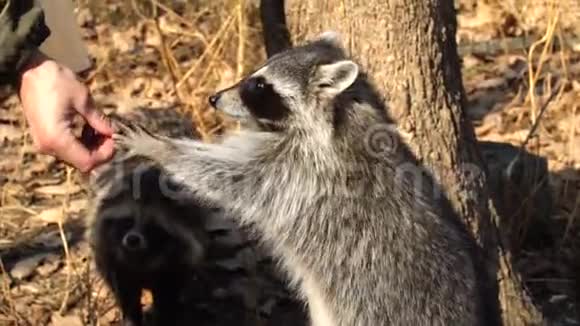 俄罗斯普里莫尔斯基野生动物园的动物园管理员带坚果视频的预览图