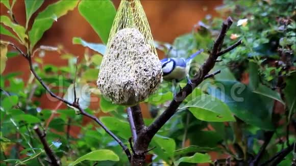 蓝雀鸟吃肥鸟种视频的预览图