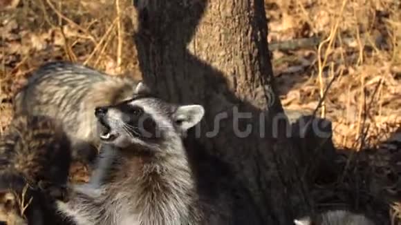 俄罗斯普里莫尔斯基野生动物园的动物园管理员带坚果视频的预览图