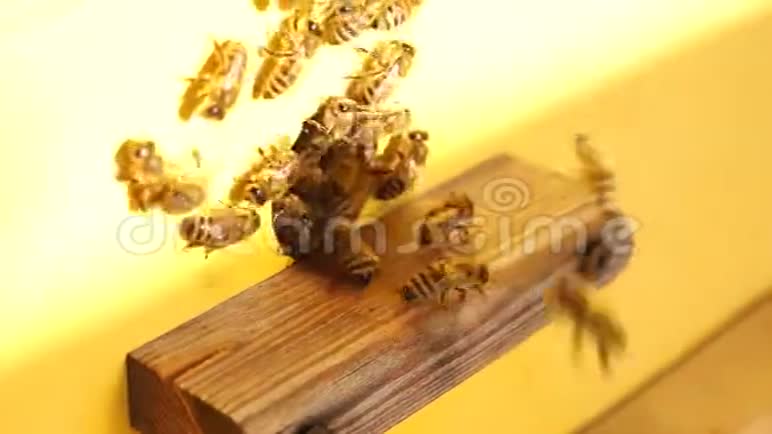 把蜜蜂收起来蜜蜂在蜂房一群蜜蜂视频的预览图