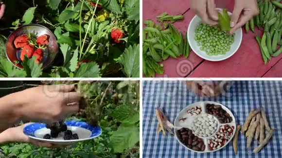 在花园里收获浆果和豆类豌豆和豆类联合视频的预览图
