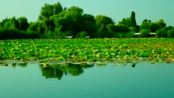莲叶湖畔风景视频的预览图
