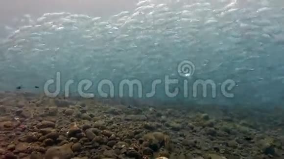 BigeyeTrevalliesTursiops截断珊瑚礁视频的预览图