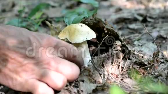 森林里的白色蘑菇视频的预览图