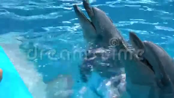 海豚在海豚馆里嬉戏视频的预览图