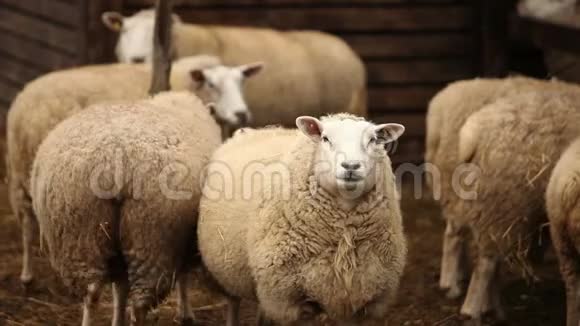 农场上的羊看着摄像机羊有一种体面干净的外观你的报告框架很漂亮视频的预览图