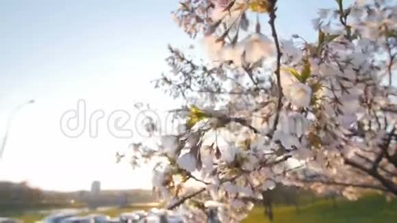 一棵开着花的樱桃树的枝条开着美丽的粉红色的花浅的景深阳光视频的预览图