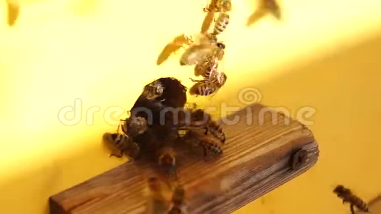 把蜜蜂收起来蜜蜂在蜂房一群蜜蜂视频的预览图