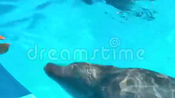海豚在海豚馆里嬉戏视频的预览图