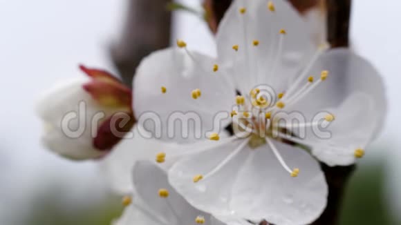 春天的白花甜樱桃特写视频的预览图