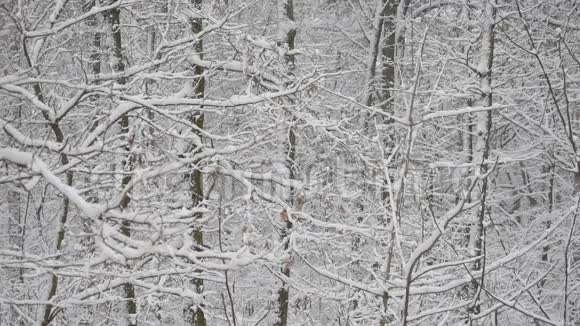 白雪覆盖的落叶林视频的预览图