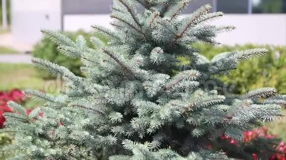 毛树或松树的绿色刺枝夏天在花园里种着一棵绿色的毛皮树圣诞树植物视频的预览图