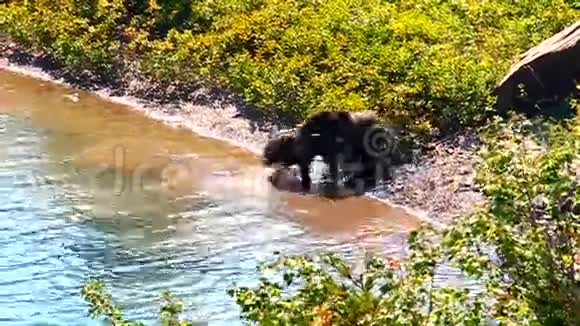 灰熊熊熊杯冰川公园视频的预览图