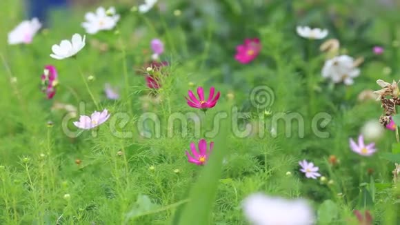 夏日草地上美丽的花朵视频的预览图