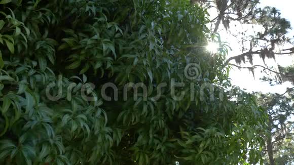 芒果叶树枝在微风中吹拂镜头闪光4K视频的预览图