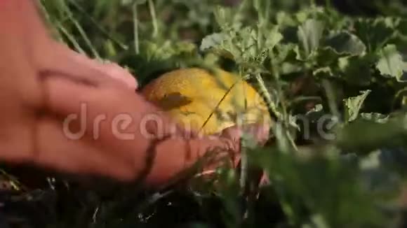 有机种植园上的甜瓜视频的预览图