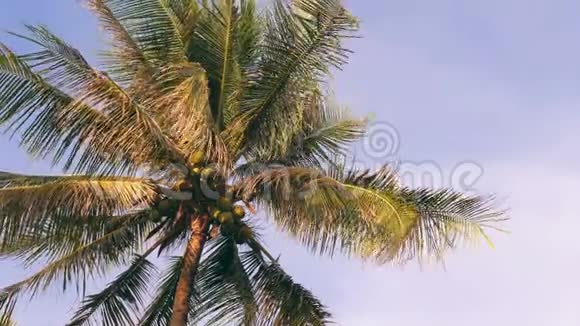 蓝天上的椰子棕榈树天堂热带岛屿背景泰国4K视频的预览图