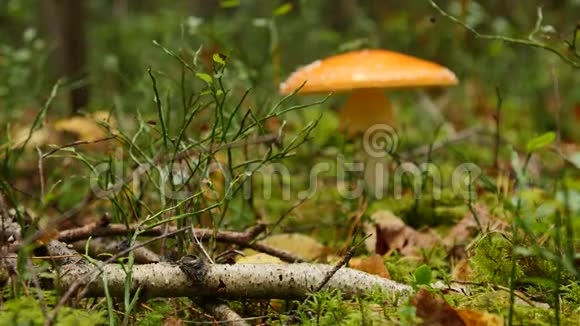 秋林中的蘑菇在苔藓和树木之间关闭视频的预览图