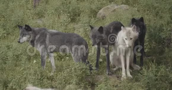 4K电影狼群视频的预览图