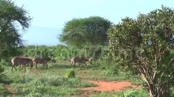 肯尼亚萨凡纳野生动物园的斑马视频的预览图