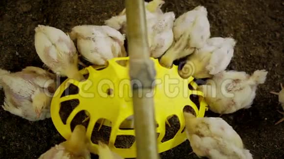 小鸡在农场吃饭视频的预览图