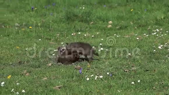 红狐俗人普普斯在草地上玩耍诺曼底在法国视频的预览图
