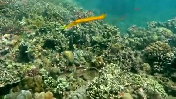 川流不息的河豚Aulostomuschinensis在巴厘岛海域水下游泳视频的预览图