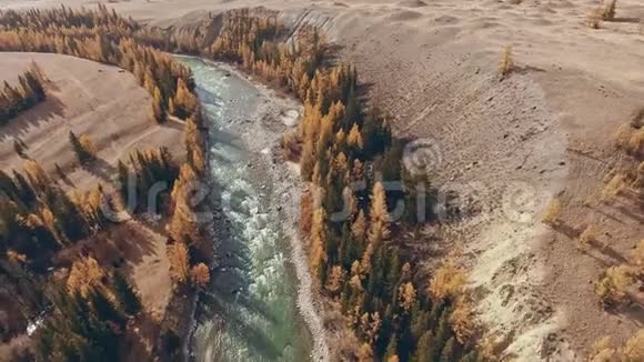 西伯利亚阿尔泰自然景观山河秋树视频的预览图