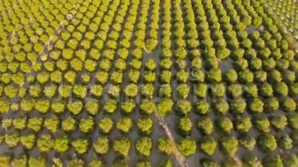 空中加州橙果园视频的预览图