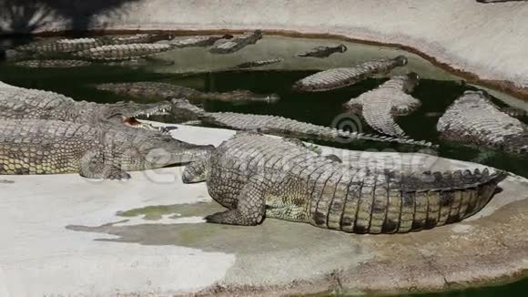 大鳄鱼动物园的场景视频的预览图
