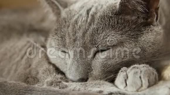 沉睡的俄罗斯蓝猫特写手持相机视频的预览图