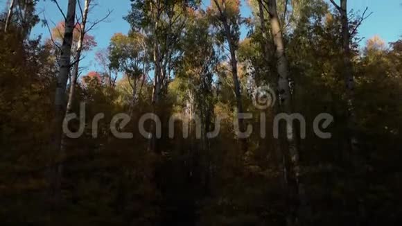 在秋天的森林里视频的预览图