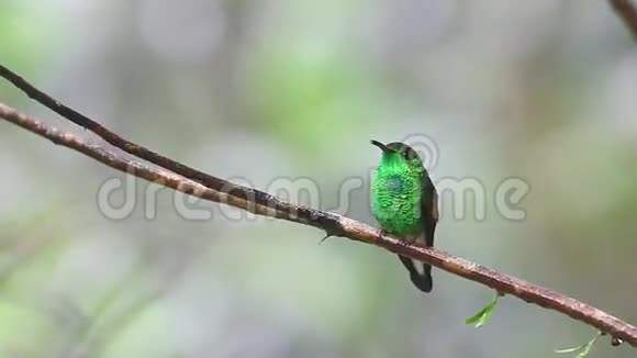 哥斯达黎加高地的Eupherusaeximia纹尾蜂鸟视频的预览图
