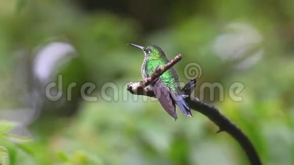 来自哥斯达黎加蒙特维德的一只绿色冠光辉蜂鸟视频的预览图