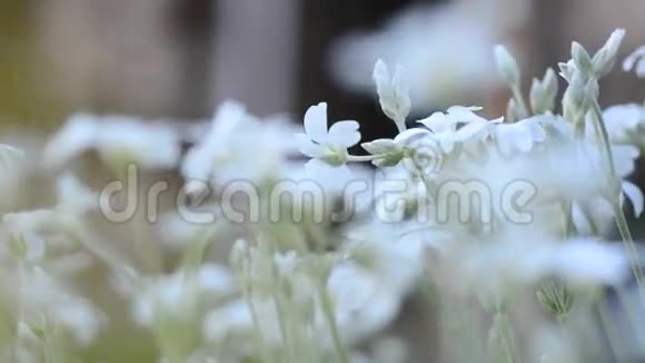白色的花朵视频的预览图