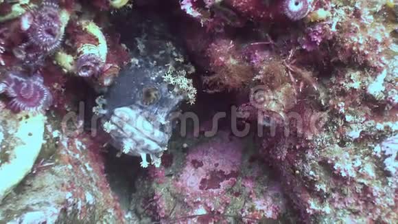 鱼狗躲在海底的岩石里视频的预览图