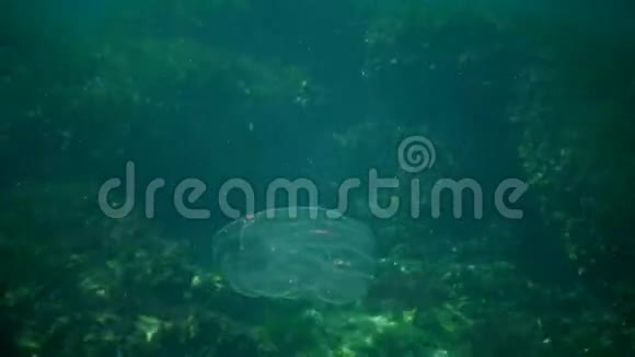 触角梳子侵入黑海水母乌克兰视频的预览图
