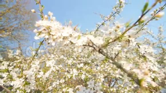 宁静的景象在春天绽放梅花视频的预览图