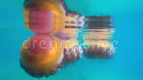 五颜六色的水母希腊视频的预览图