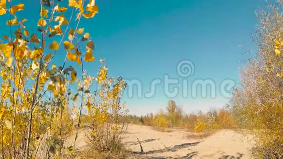 黄色的树叶在风中映衬着蓝天视频的预览图