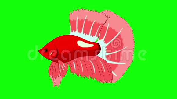 大红色水族馆球鱼色键环视频的预览图