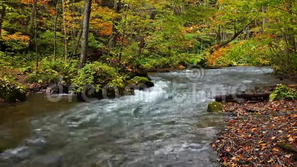 奥拉西峡森林中秋叶的美丽色彩视频的预览图
