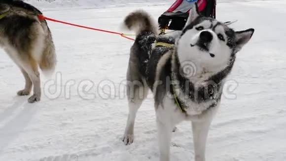 西伯利亚哈士奇狗带雪橇视频的预览图