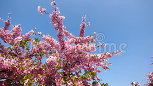 春天的花丛樱花树枝上小簇的樱花在微风中绽放蓝天背景视频的预览图