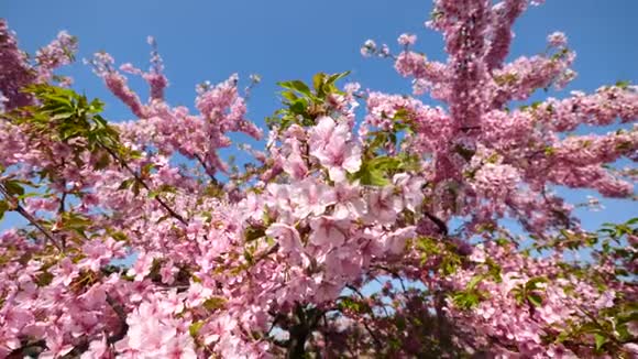 春天的花丛樱花树枝上小簇的樱花在微风中绽放蓝天背景视频的预览图