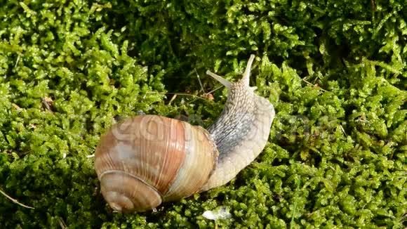 蜗牛在绿色的夏天苔藓上视频的预览图